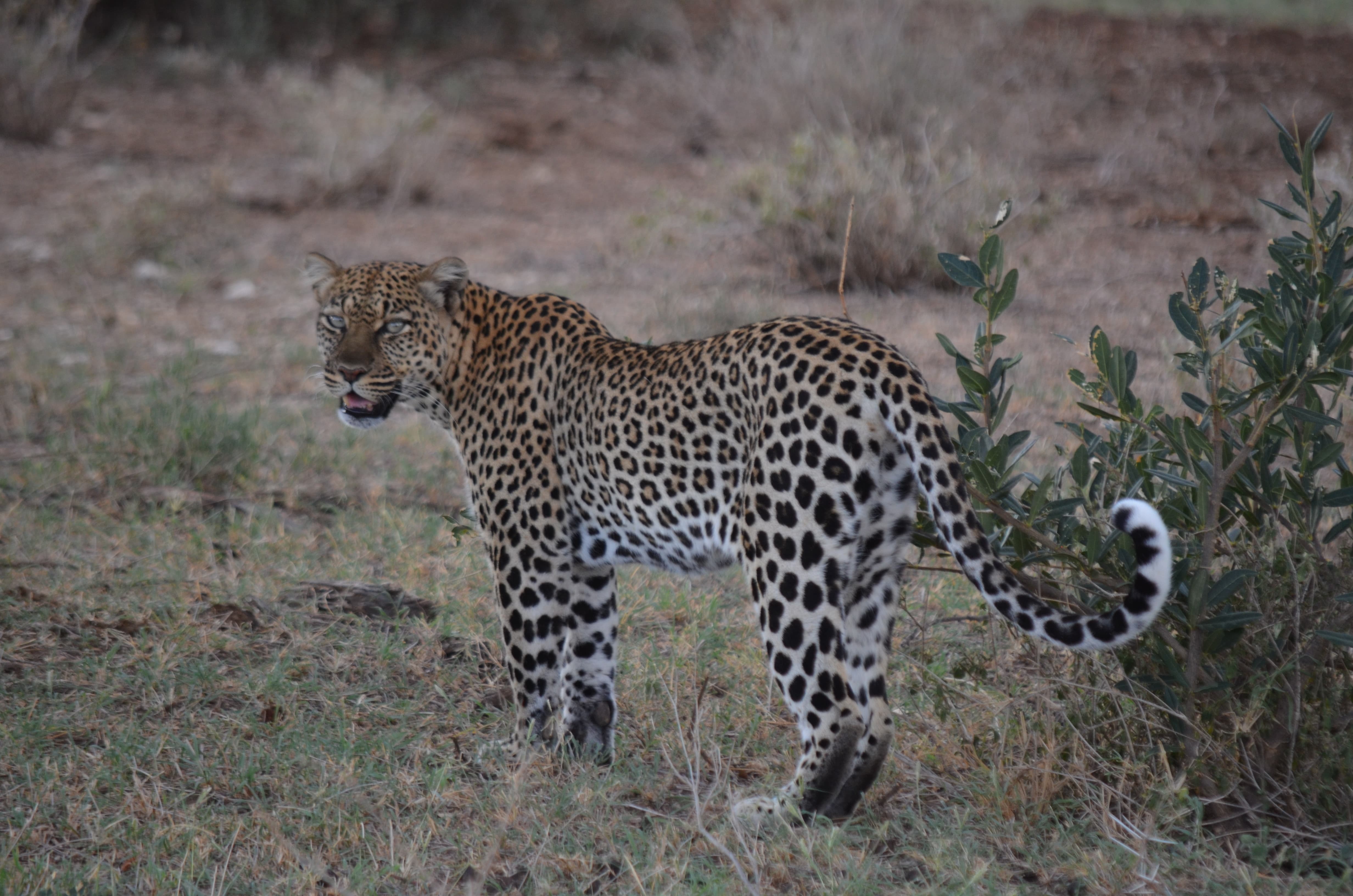 leopard standing